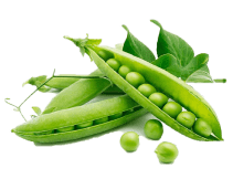 Decorative Shape for About Section